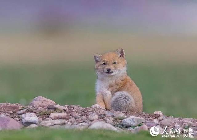 罕见!在青海首次拍到一窝6只小藏狐