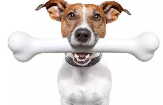 狗天生就喜欢骨头吗,还有些人说不可以吃骨头