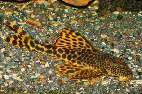 每天认识一种鱼(630)丨黄金美洲豹:金身点缀着黑色斑点_手机搜狐网