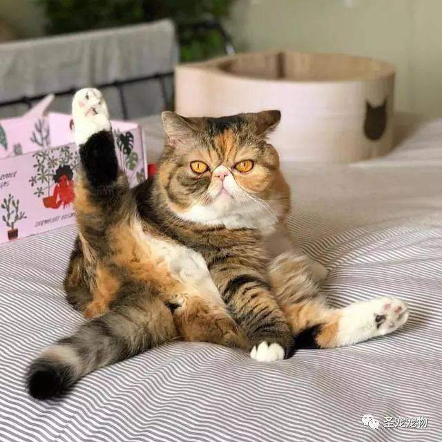 坐姿这么骚,一看就不是正经猫