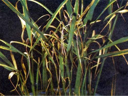 图:水稻缺钙症状正常情况下在南方水稻田一般都会基施钙镁磷肥,生石灰