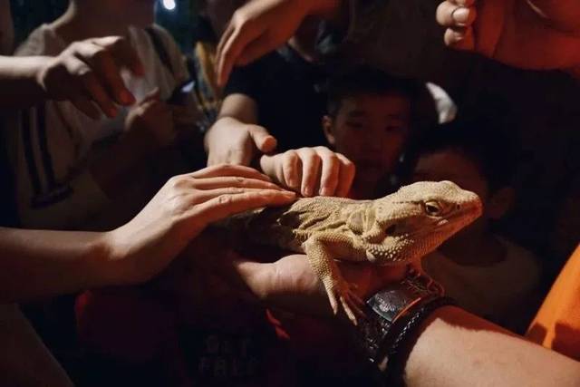 沌口附近的昆虫·萌宠馆,与3000+昆虫0距离接