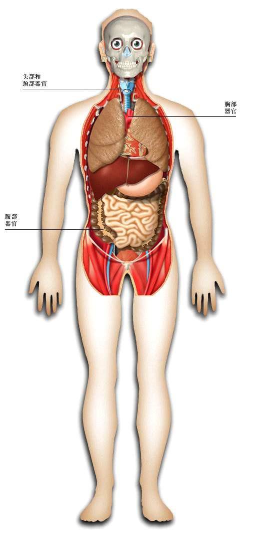 史上最全的人体(组织器官)全图