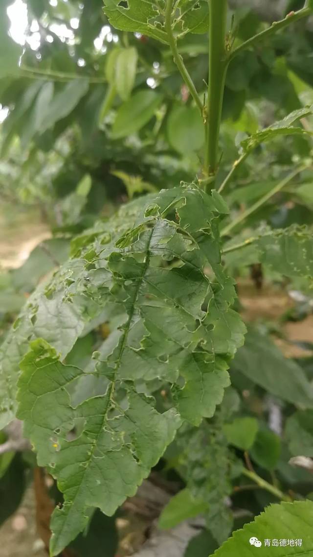 上图的叶子被绿盲蝽叮了,要减掉枝条,小叶子需要打阿维菌素 啶虫脒!