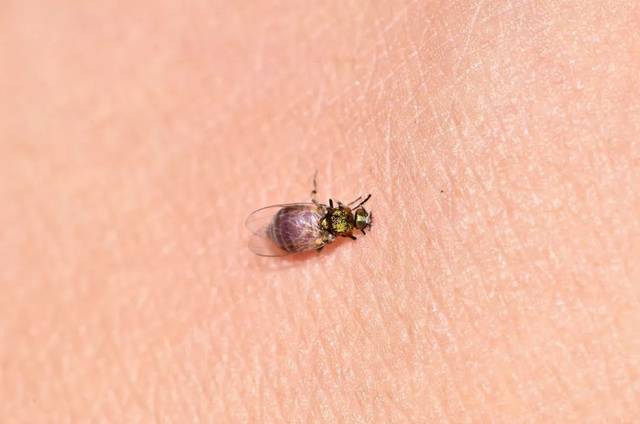 这些吸血虫竟然有点可爱呕呕呕