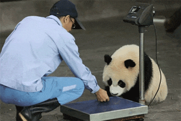 大熊猫宝宝做体检什么样?被抱着称体重,量体长时"躲猫猫"_手机搜狐网