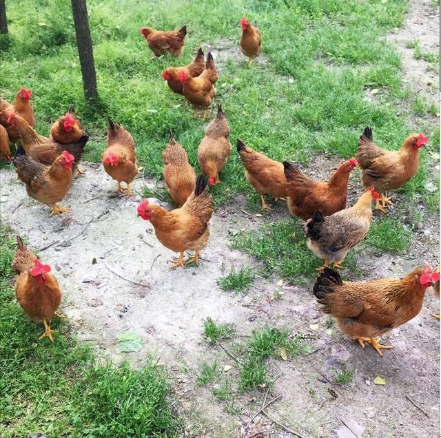 温氏特色品种——天露麻鸡