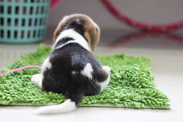 比格犬有几种颜色如何挑选纯种比格犬为什么黑色是最好的 比格犬有几个品种 爱在网