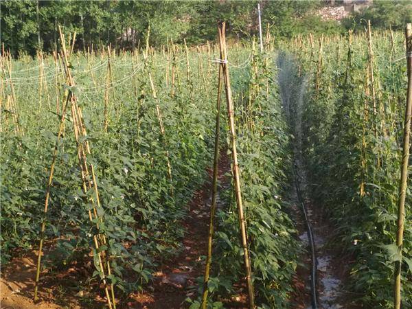 待这一茬豆角采摘完毕后,还将进行下一茬秋季豆角种植,实现种植轮作