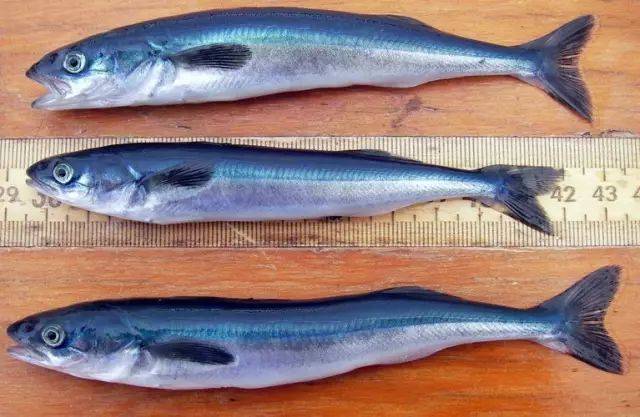 湖鳟(卡路里:189,蛋白质:20g,omega-3:2.0g)