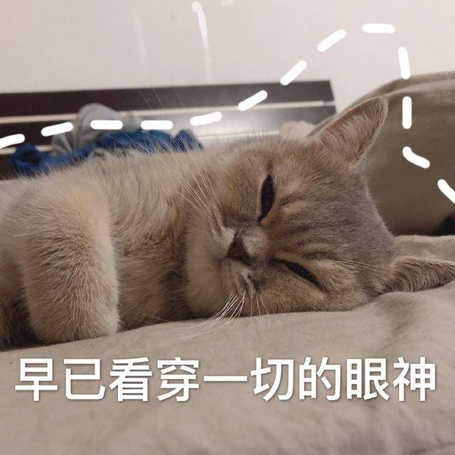 猫咪表情包