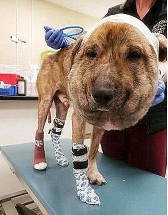 流浪狗脖子被绳勒紧,脑袋肿的像一个球,一年来都没人施救!_手机搜狐网