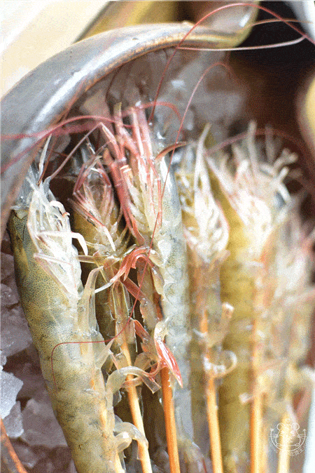 集渔每天从泰国新鲜空运直送的大个头活虾,端上桌还会动,被仔细地用