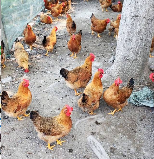 温氏特色品种天露麻鸡