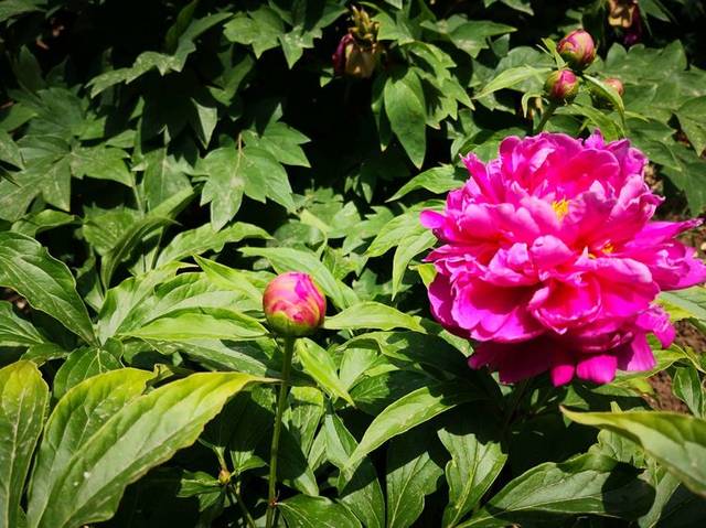 2019年5月20日 2019年5月20日 五,西江苗寨 飞檐金阁山谷藏,耳闻铜鼓