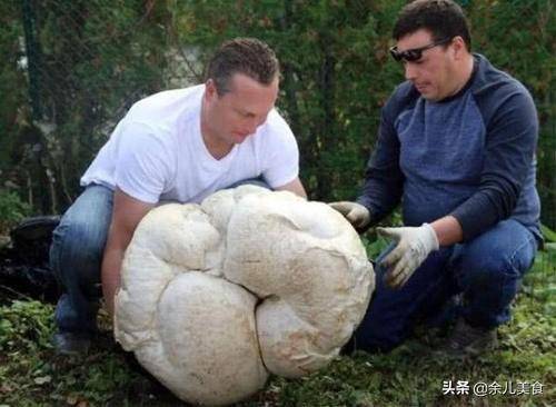 世界上最贵的蘑菇,750克卖18万人民币,切开后发现真值
