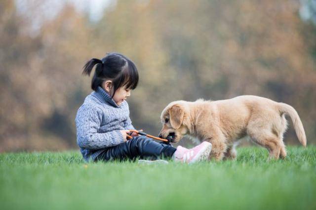 家庭中常见的四种伴侣宠物,能够陪伴孩子童年成长令其不再孤单