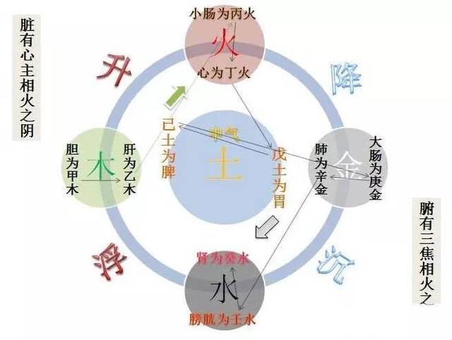 图解黄元御《四圣心源》:人体是个小宇宙,其循环运行就是一个圆圈