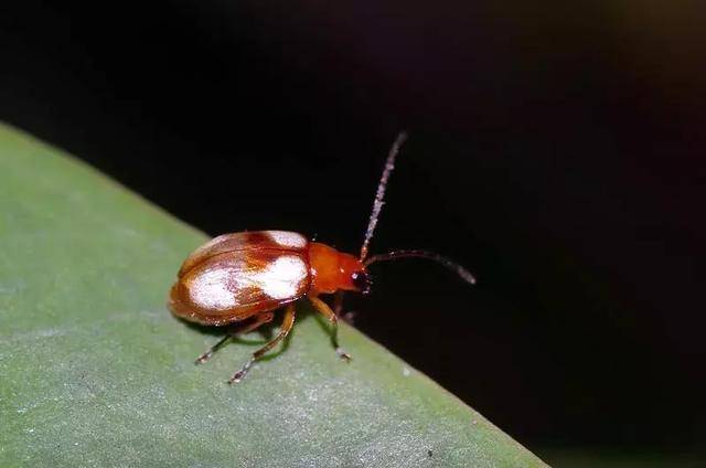 绿岱蝽 主要种类:绿盲蝽,梨网蝽,茶翅蝽等 危害方式:刺吸取食叶片果实