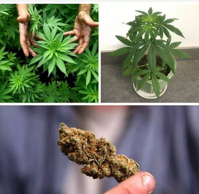 恰特草植物图片图片