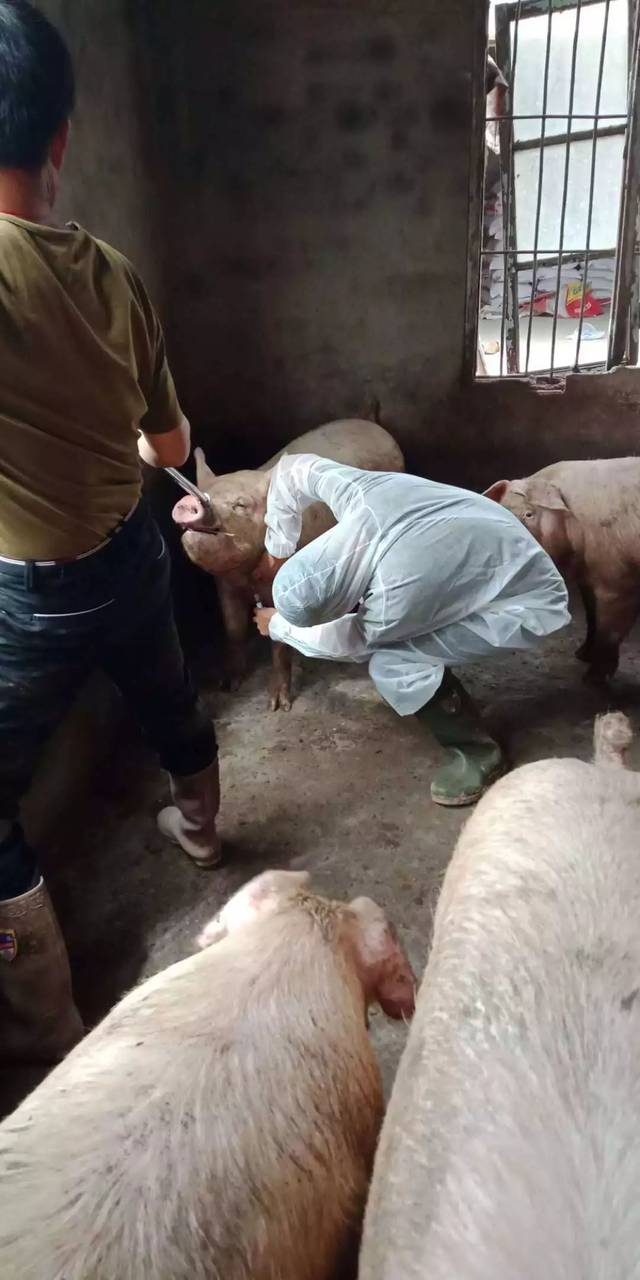 九鼎服务人员帮樊老板猪场肥猪采血送检