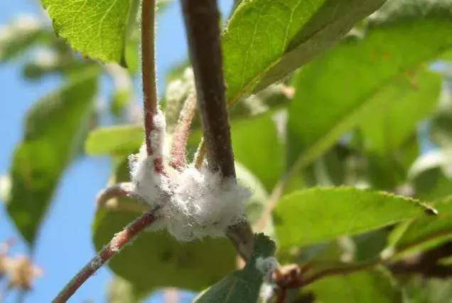 苹果虫害高清图谱及防治方案,囊括了大部分虫害,果农有福了