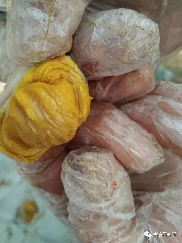 鸡生长不良,消瘦,整齐度差,粪便过料是什么原因?