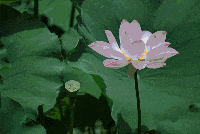 640_429gif 动态图 动图
