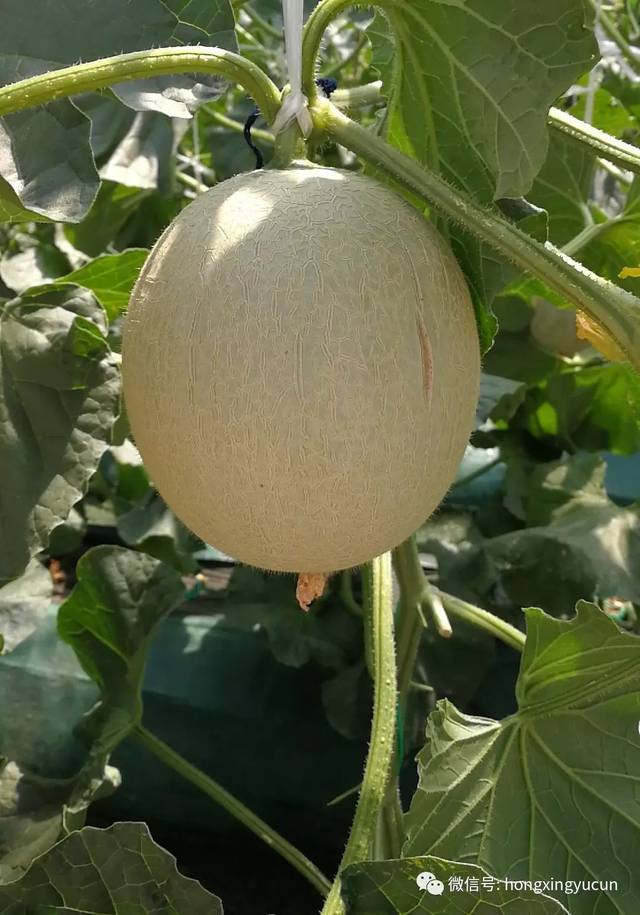 大连龙德李第二届龙纹瓜暨雪菊文化采摘节7月6日盛大启幕