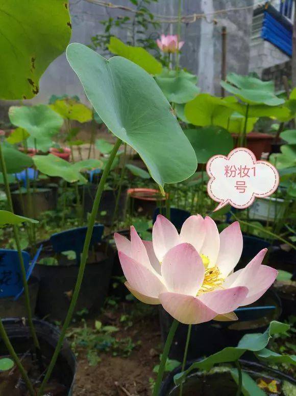 欣赏| 花友家小店怒放的碗莲,亭亭玉立美极了!