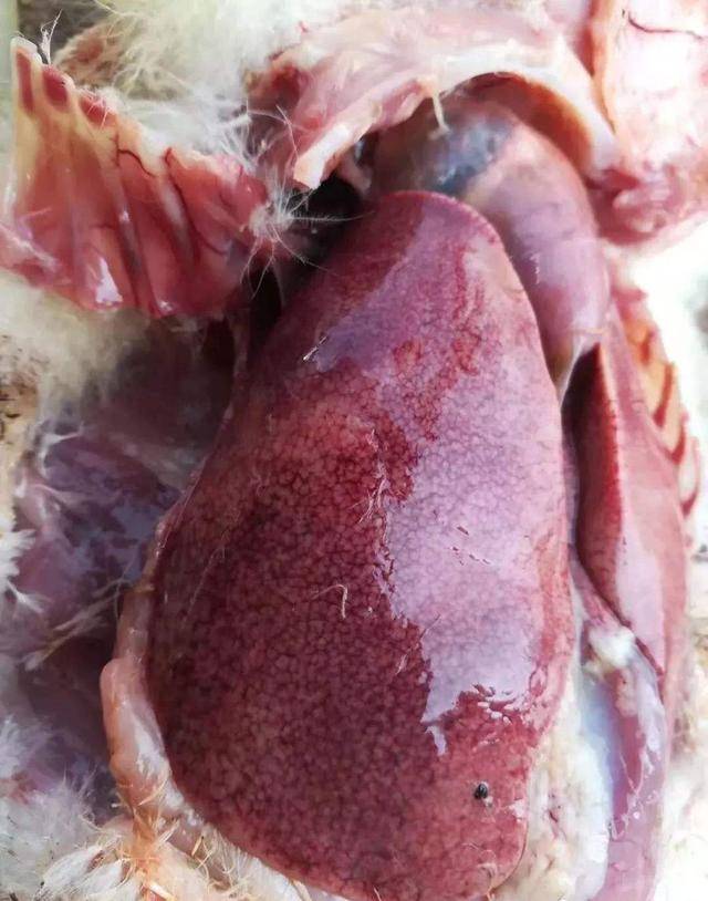 肉鸭花肝病频发竟然是非常规原料导致毒素超标