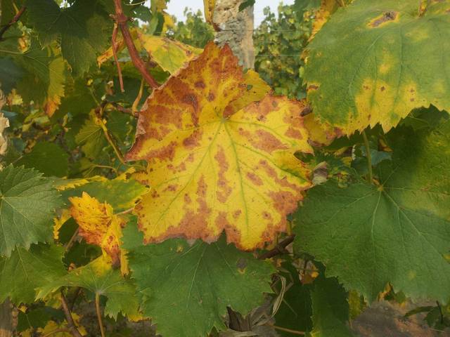 原创自家种植的葡萄树叶片慢慢变黄,而且有枯死的迹象,怎么根治呢