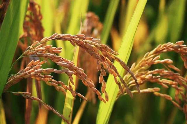 各国粮食产量:中国第1、印度第3、巴西第5、法