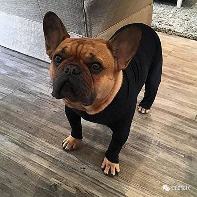 狗狗连体衣,啥作用不知道,就感觉有那么一丝性感