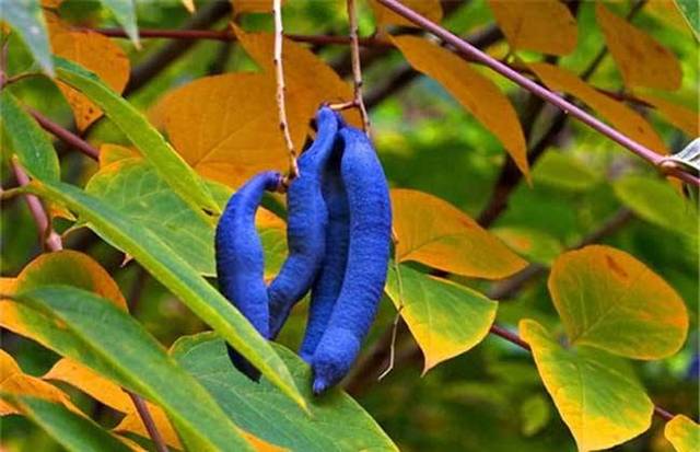 野猫瓜植物图片