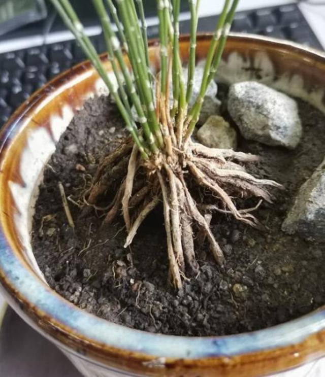 文竹繁殖简单不用播种根上剪一剪一下养出5盆好美