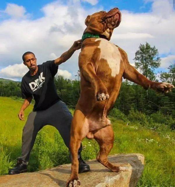 6大分类29种猛犬,带你领略别样猛犬风采!