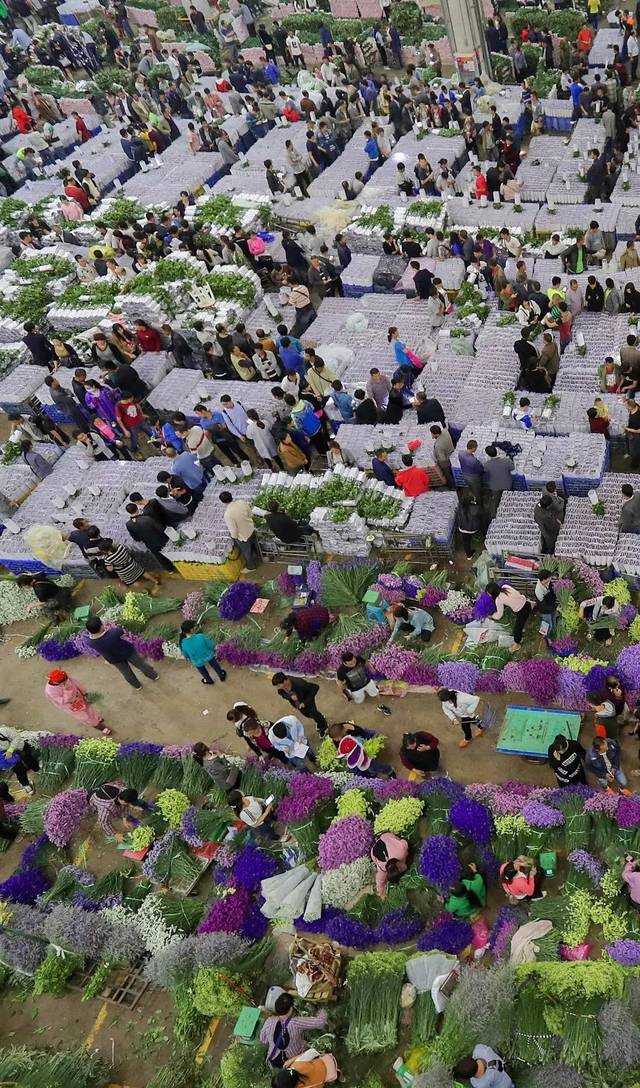 的景迈山茶园,摄影师@柴峻峰) 它的鲜花产业 占据全国70%的市场份额