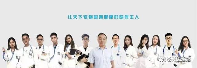 猫咪疾病与治疗艺术