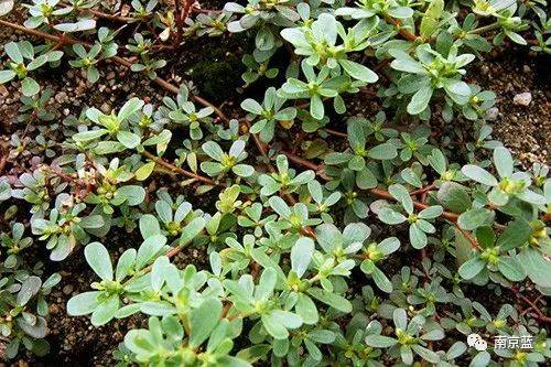 柔茎布地,细叶对生,六七月开细花,结小尖实,实中细子如葶苈子,人多采