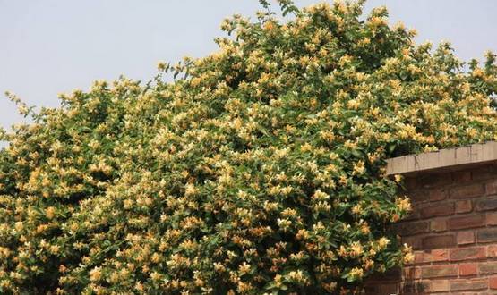 对老人和儿童有抗感冒和感染功效 金银花适应性强,喜阳光,也耐阴 耐寒