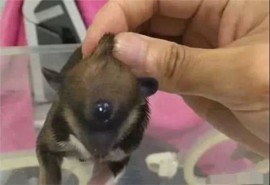 怀孕流浪狗难产,经历艰辛后,却生下了个吓人的