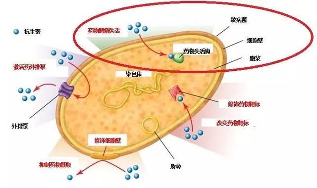 临床药师提醒产超广谱β内酰胺酶esbls细菌的抗感染治疗