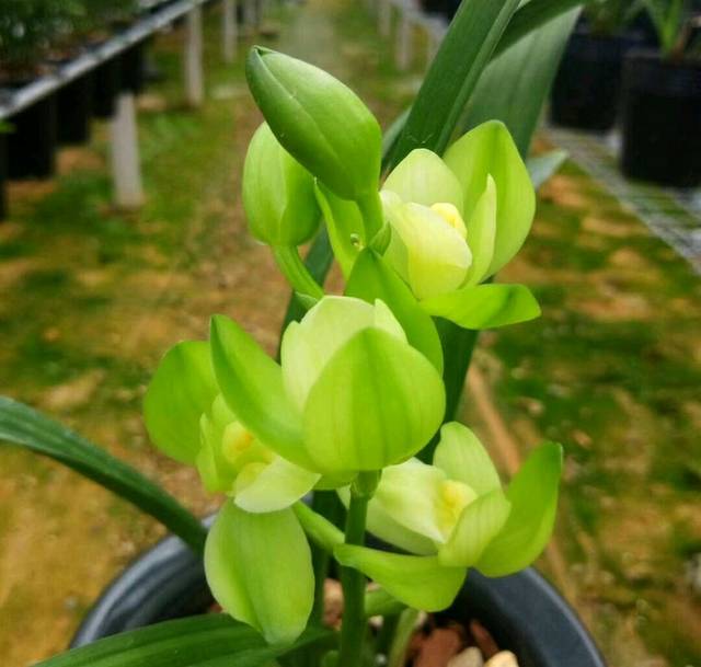 新手养兰花,把握几个关键点,兰花不黄叶烂根易出水晶头