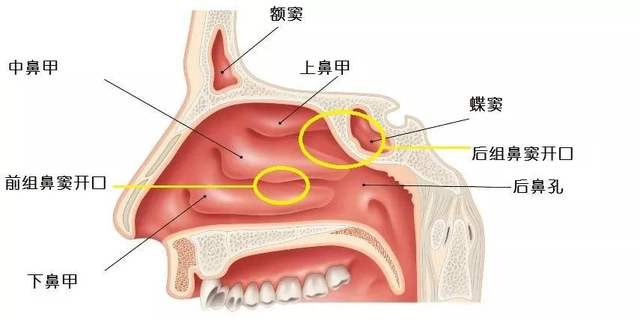 鼻窦的位置图片图片