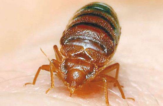 这床虱比螨虫大 是一种体型较小的褐色昆虫 成年床虱与一个苹果籽差