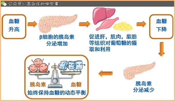 而且,正常人在血糖降低的时候,身体会分泌胰高血糖素,来升高血糖,对抗