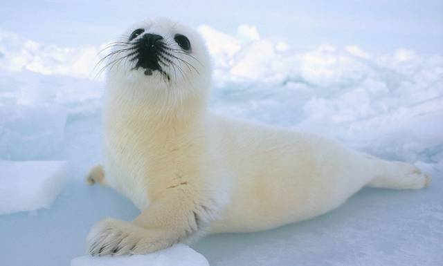 对于生活在 北极的因纽特人来说, 琴海豹(harp seals)可以说是再熟悉