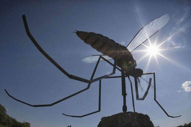 世界上最大的蚊子双翅展开11厘米幸好它不吸血