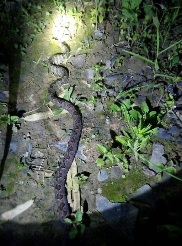 捡回一条命!男子夜钓碰到罕见毒蛇,以为是水蛇,竟抓到手上